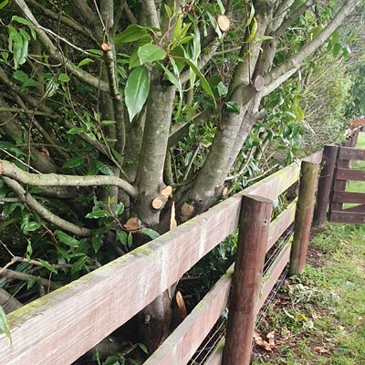 lifestyle block pruning
