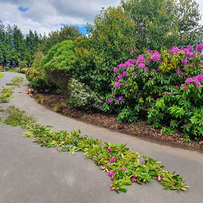 lifestyle block hedge trimming